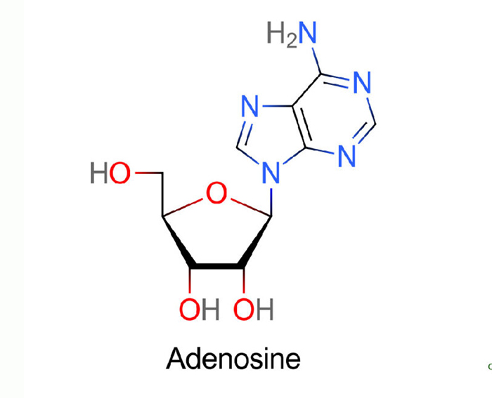 Adenosine Khái niệm, tác dụng và vai trò đối với tim mạch
